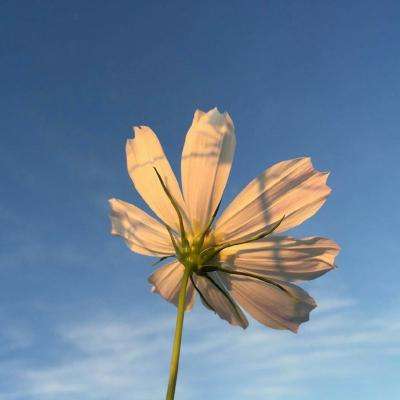 任意球点球比赛2