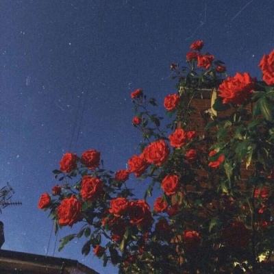 万圣夜人偶事件簿2