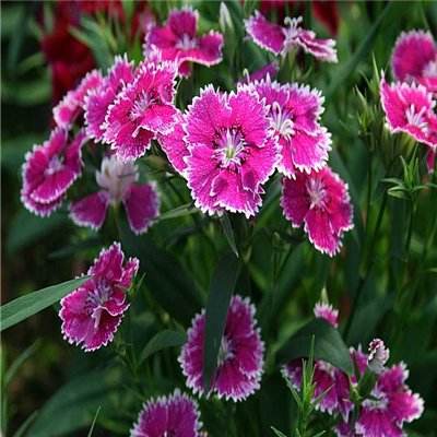 琳吃带土的萝卜视频