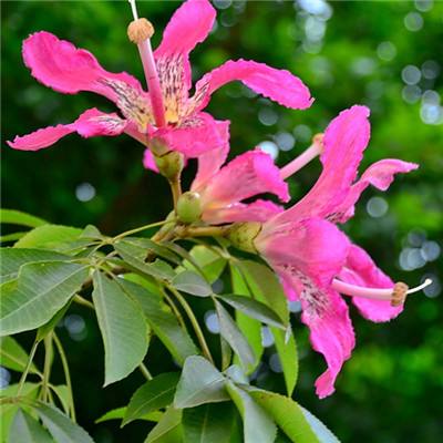 黑夜传说2进化截图