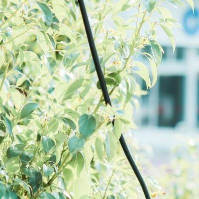 小苹果儿无敌版